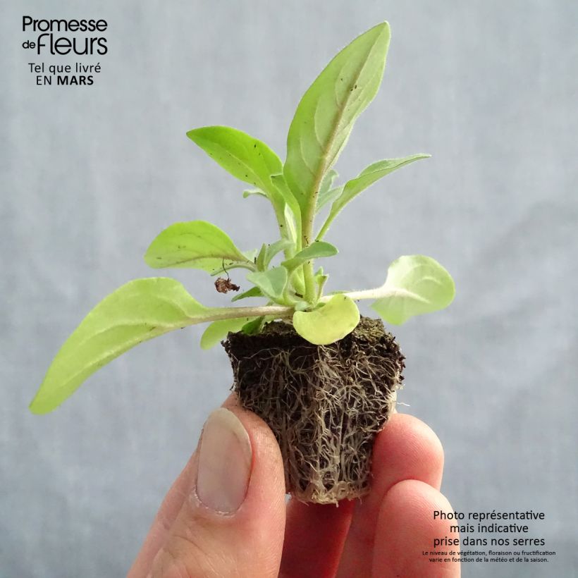 Example of Petunia Tidal Wave F1 Silver Jardi-Plug: Wurzelballen 3,8 cm x 3,2 cm in Anzuchtplatte à 15 Stück. as you get in printemps