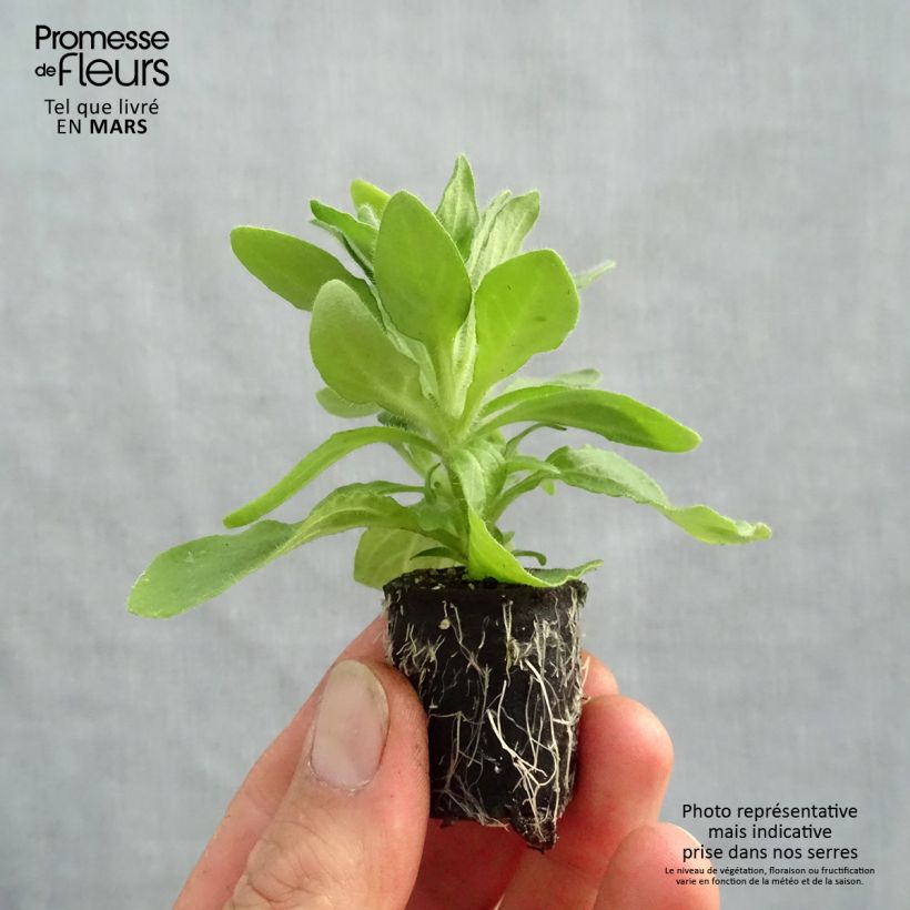 Example of Petunia Tumbelina Anna Mini-Plug Ø 3/4 cm as you get in printemps