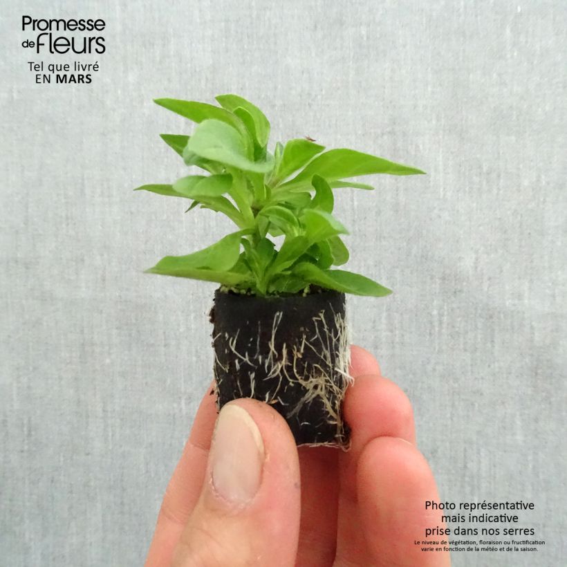 Example of Petunia surfinia Tumbelina Belinda Mini-Plug Ø 3/4 cm as you get in printemps