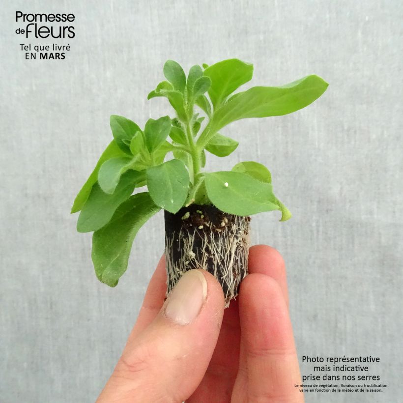 Example of Petunia surfinia Tumbelina Candyfloss Mini-Plug Ø 3/4 cm as you get in printemps
