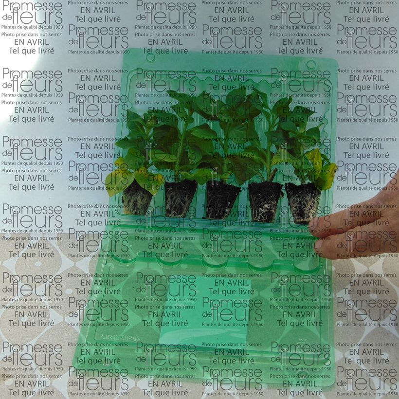 Example of Petunia Tumbelina Cherry Ripple Mini-Plug Ø 3/4 cm as you get
