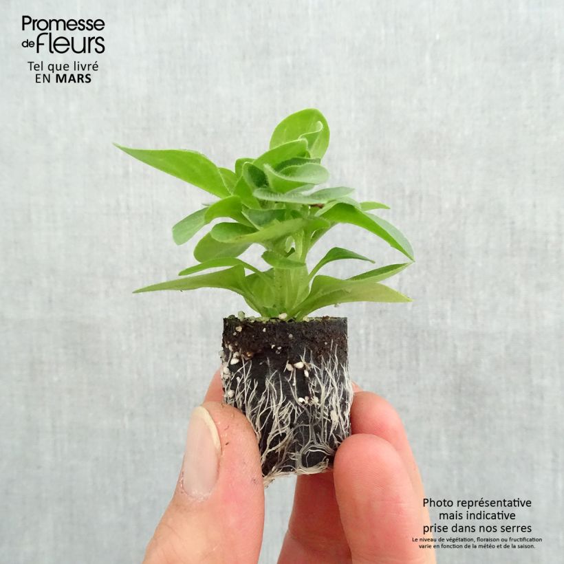 Example of Petunia Tumbelina Priscilla Mini-Plug Ø 3/4 cm as you get in printemps