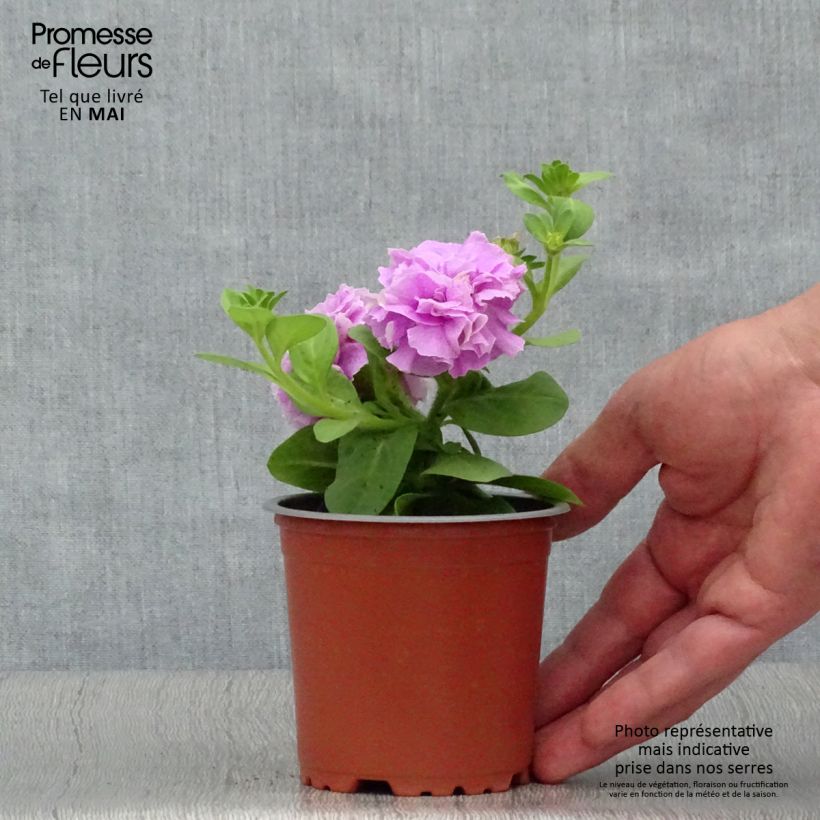 Example of Petunia Tumbelina Priscilla Kleine Töpfe von 8/9 cm as you get in printemps