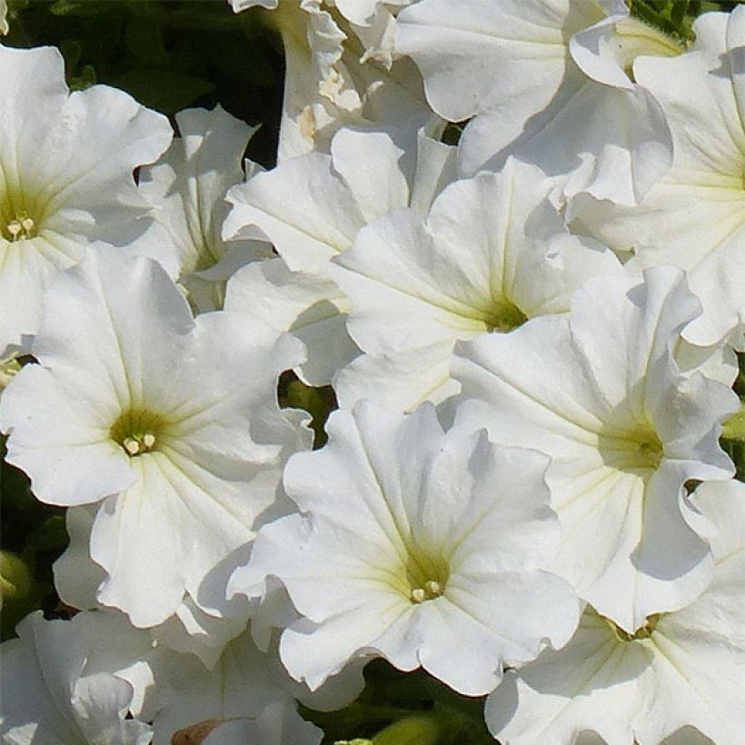 Petunia surfinia Snow (Flowering)