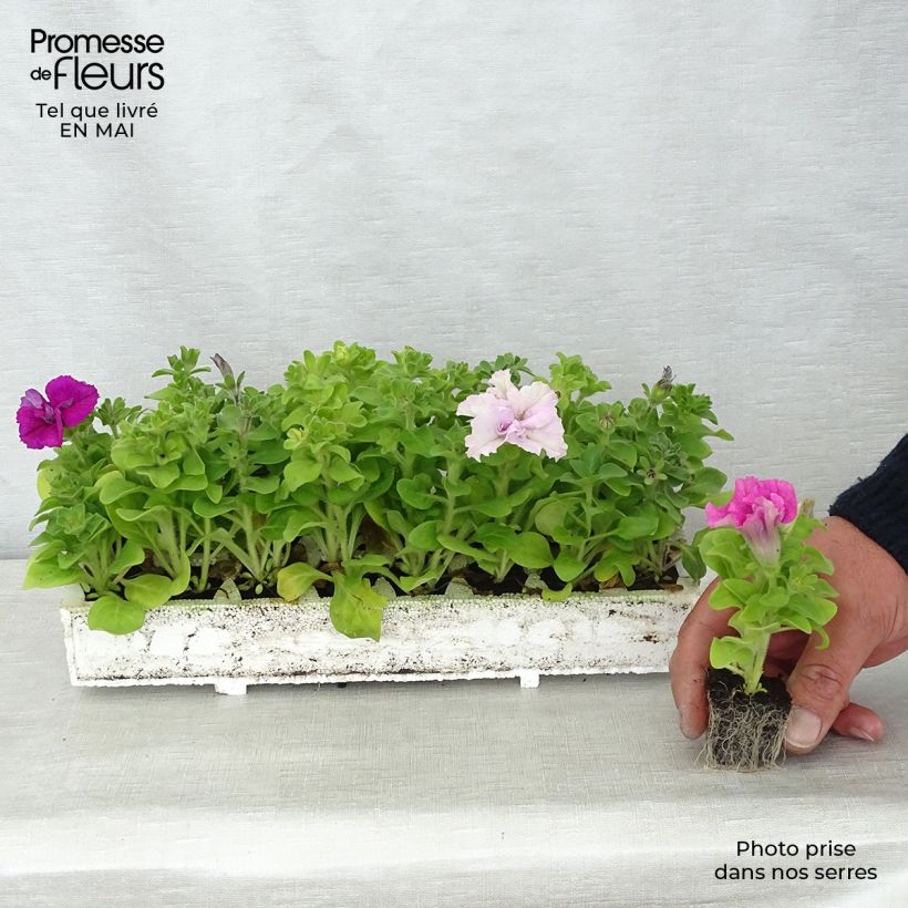 Example of Petunia surfinia Cassandra Mix Jardi-Plug: Wurzelballen 3,8 cm x 3,2 cm in Anzuchtplatte à 15 Stück. as you get in printemps