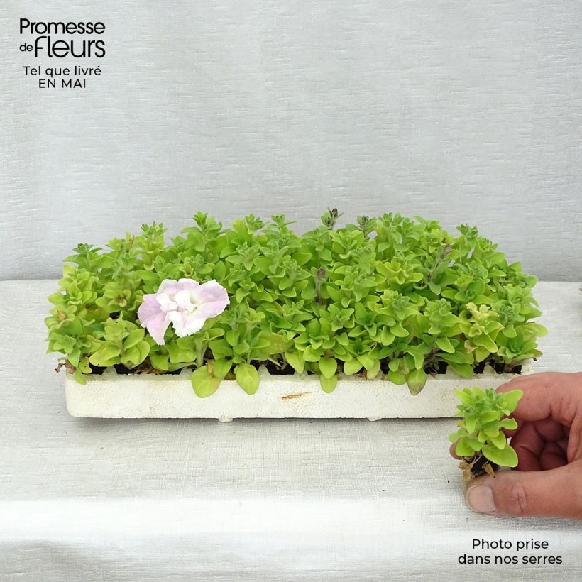 Example of Petunia surfinia Cassandra Mix Mini-Plug: Plug 2,2 cm x 2 cm in Anzuchtplatte à 35 Stück as you get in printemps