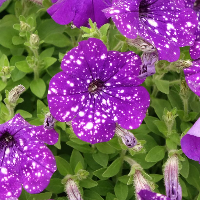 Petunia Splash Dance Bolero Blue (Blüte)