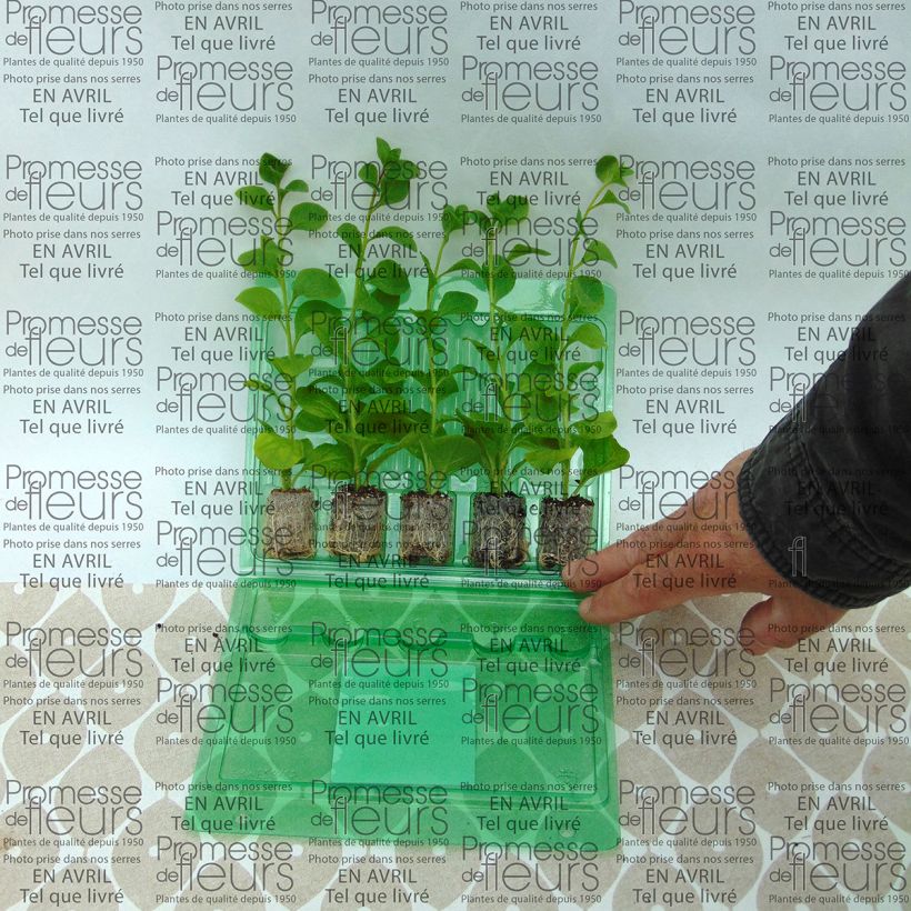 Example of Petunia Conchita Azur Mini-Plug Ø 3/4 cm as you get