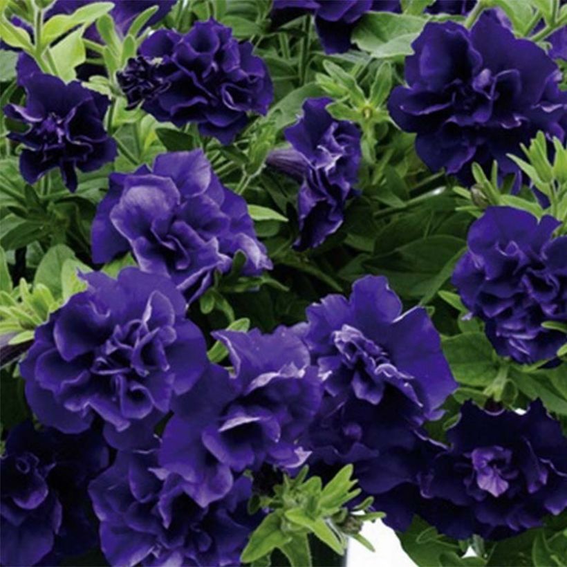 Petunia surfinia Tumbelina Belinda (Flowering)