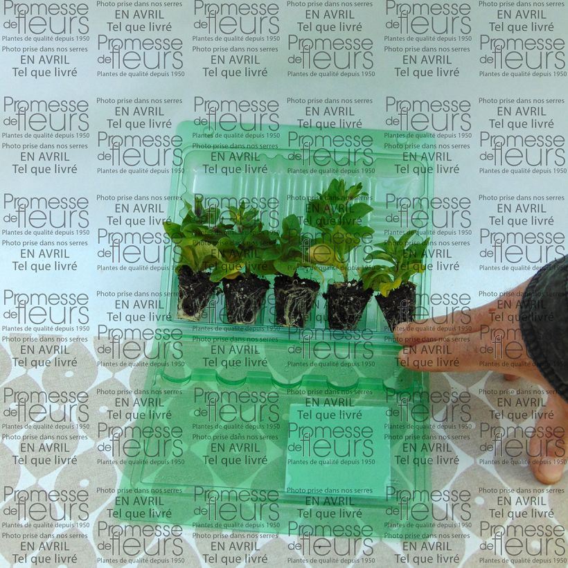 Example of Petunia surfinia Tumbelina Maria Mini-Plug Ø 3/4 cm as you get