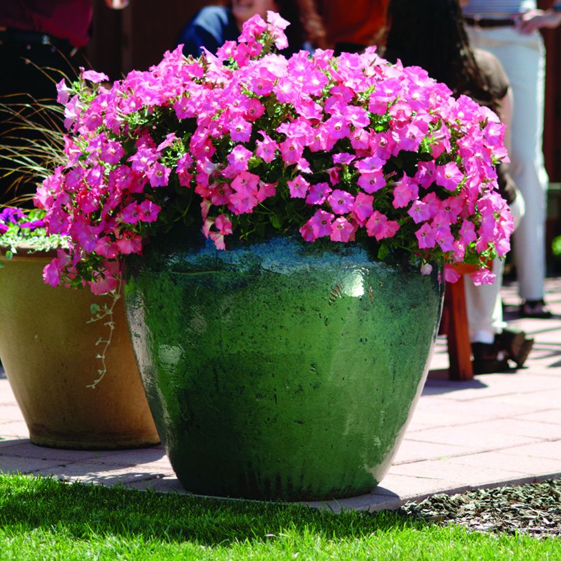 Petunia Coral Reef (Samen) (Plant habit)