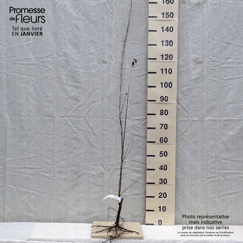 Example of Silber-Pappel Nivea - Populus alba Wurzelnackt as you get in hiver