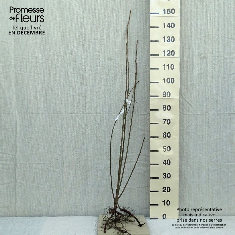 Example of Pyramidenpappel Italica - Populus nigra Wurzelnackt as you get in hiver