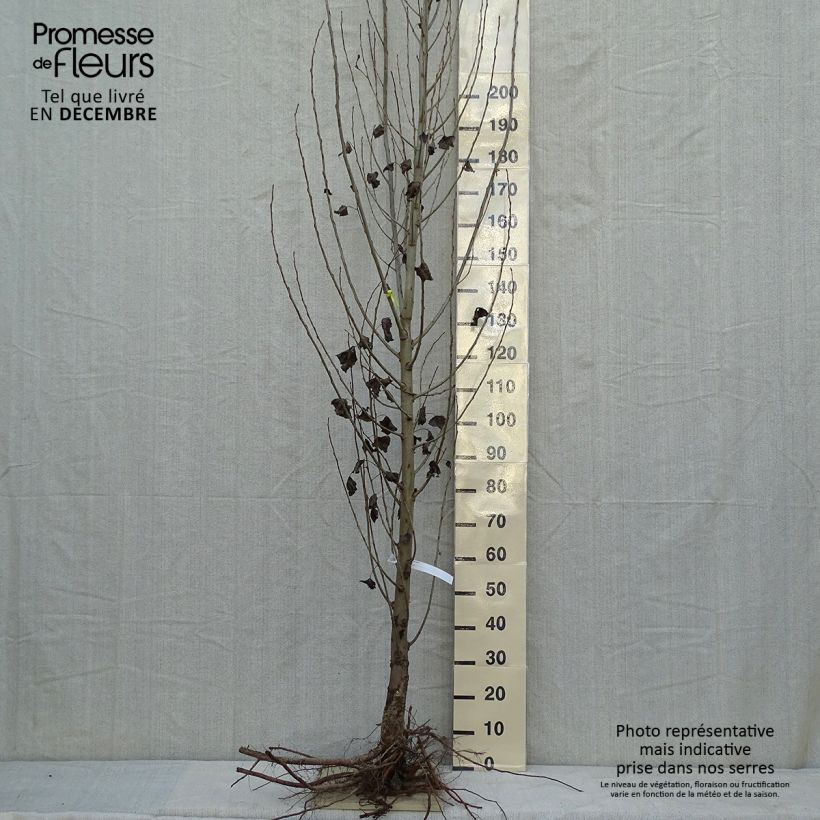 Example of Pyramidenpappel Italica - Populus nigra Wurzelnackt as you get in hiver