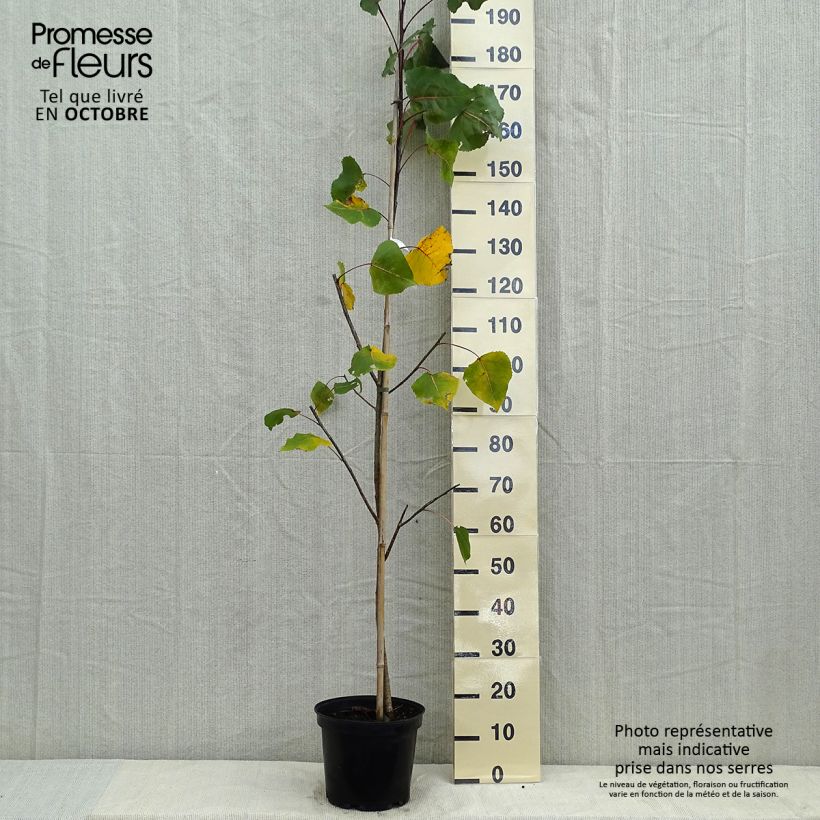 Example of Virginische Pappel Purple Tower - Populus deltoides Topf mit 7,5L/10L as you get in automne