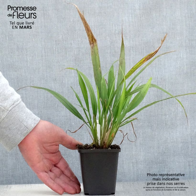 Exemplar von Phaenosperma globosa - Wasserfallhirse Kleine Töpfe von 8/9 cm wie im Frühjahr geliefert