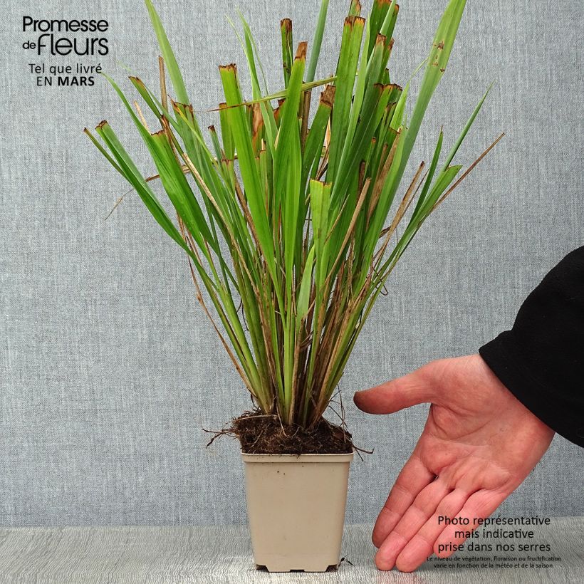 Exemplar von Phaenosperma globosa - Wasserfallhirse Kleine Töpfe von 8/9 cm wie im Winter geliefert