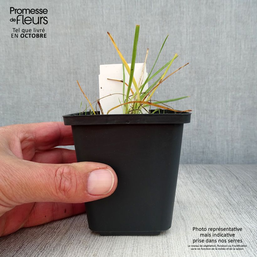Example of Anthericum liliago - Astlose Graslilie Kleine Töpfe von 8/9 cm as you get in automne