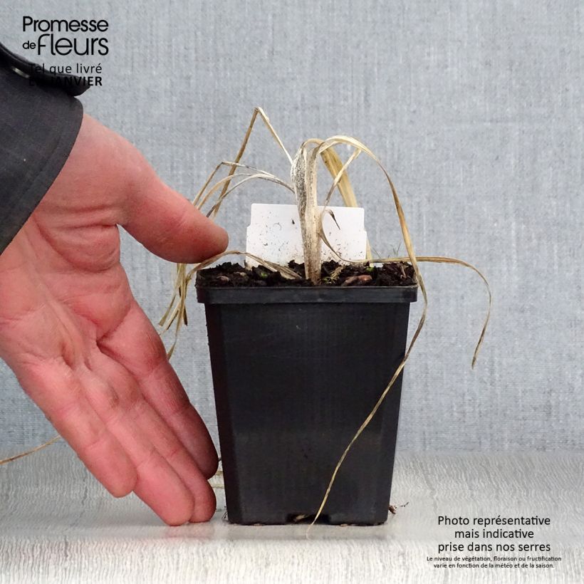 Exemplar von Anthericum liliago - Astlose Graslilie Kleine Töpfe von 8/9 cm wie im Winter geliefert