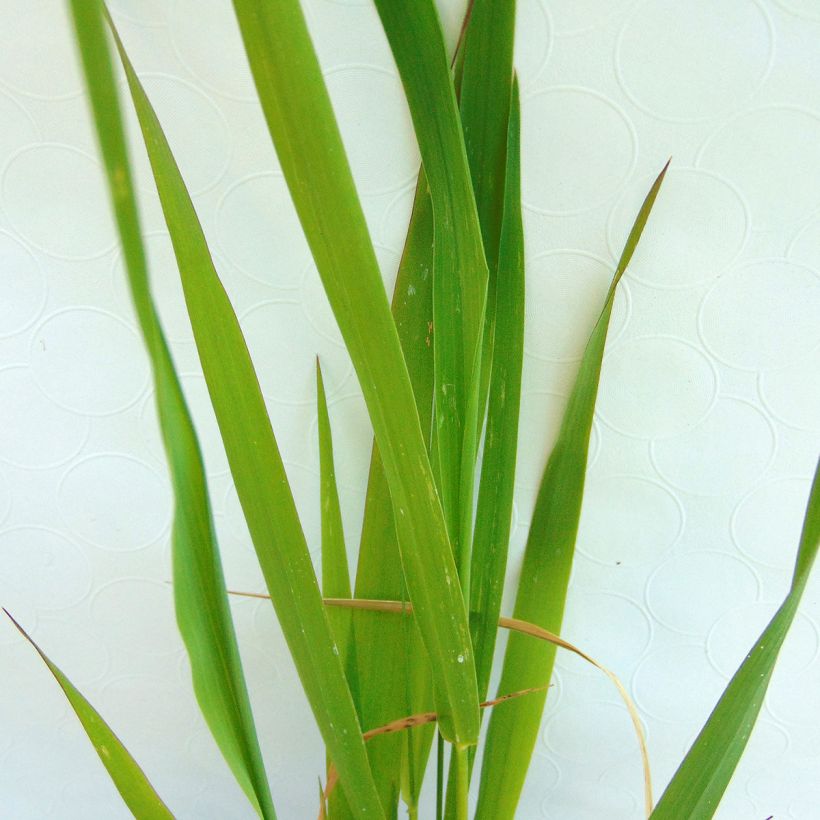 Phalaris arundinaceae - Rohr-Glanzgras (Foliage)