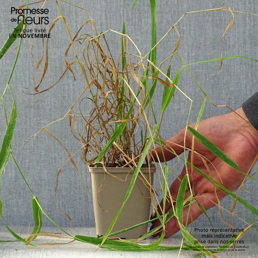 Example of Phalaris arundinaceae - Rohr-Glanzgras Kleine Töpfe von 8/9 cm as you get in automne