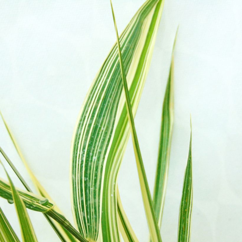 Phalaris arundinacea Picta - Rohr-Glanzgras (Foliage)