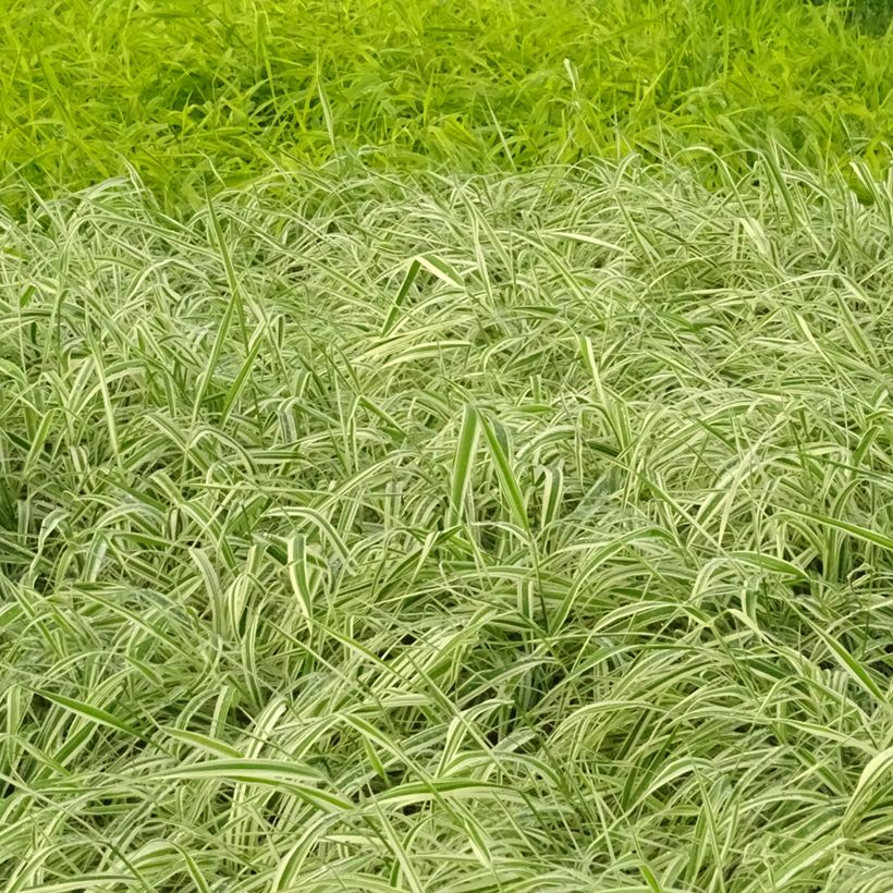 Phalaris arundinacea Picta - Rohr-Glanzgras (Plant habit)