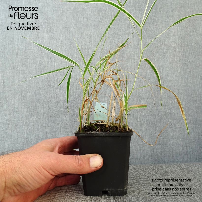Example of Phalaris arundinacea Picta - Rohr-Glanzgras Kleine Töpfe von 8/9 cm as you get in automne