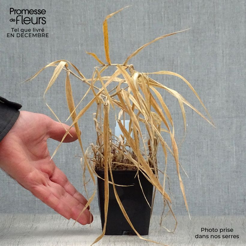 Exemplar von Phalaris arundinacea Picta - Rohr-Glanzgras Kleine Töpfe von 8/9 cm wie im Winter geliefert