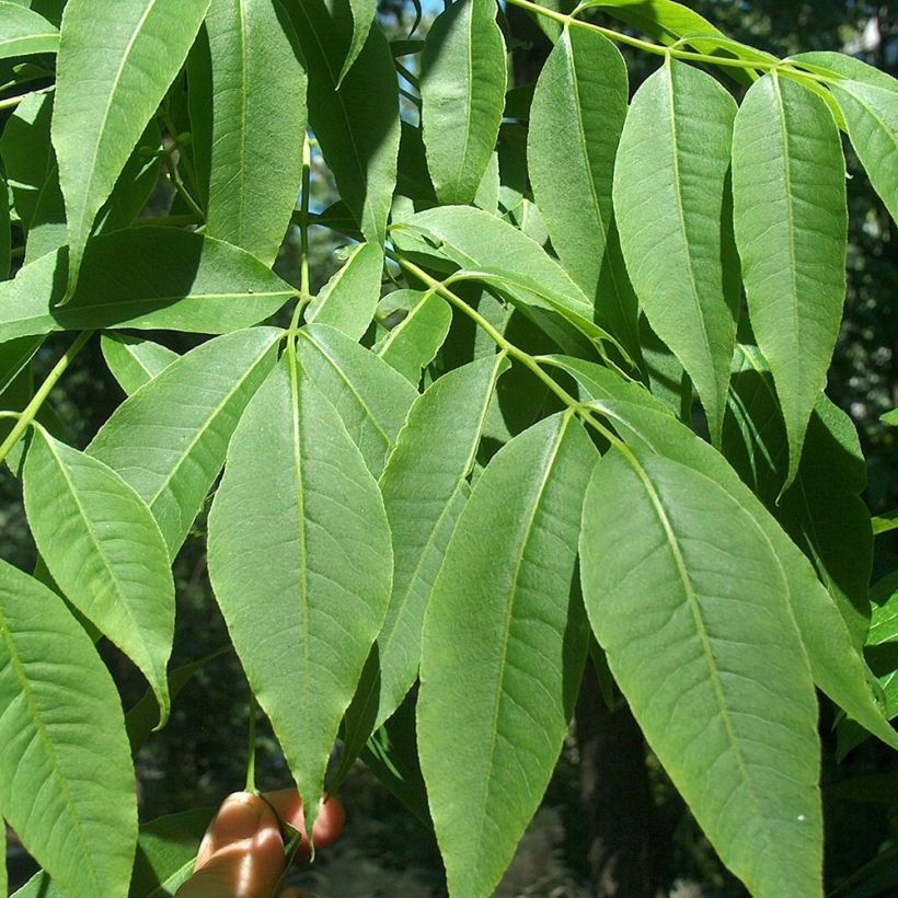Phellodendron amurense - Amur-Korkbaum (Foliage)