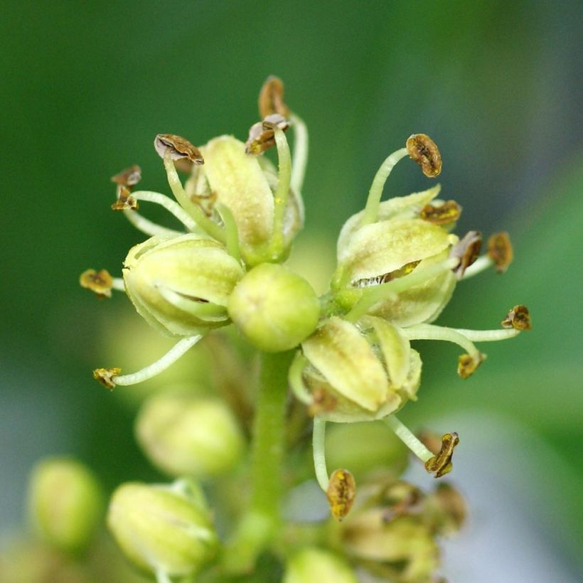 Phellodendron amurense - Amur-Korkbaum (Flowering)