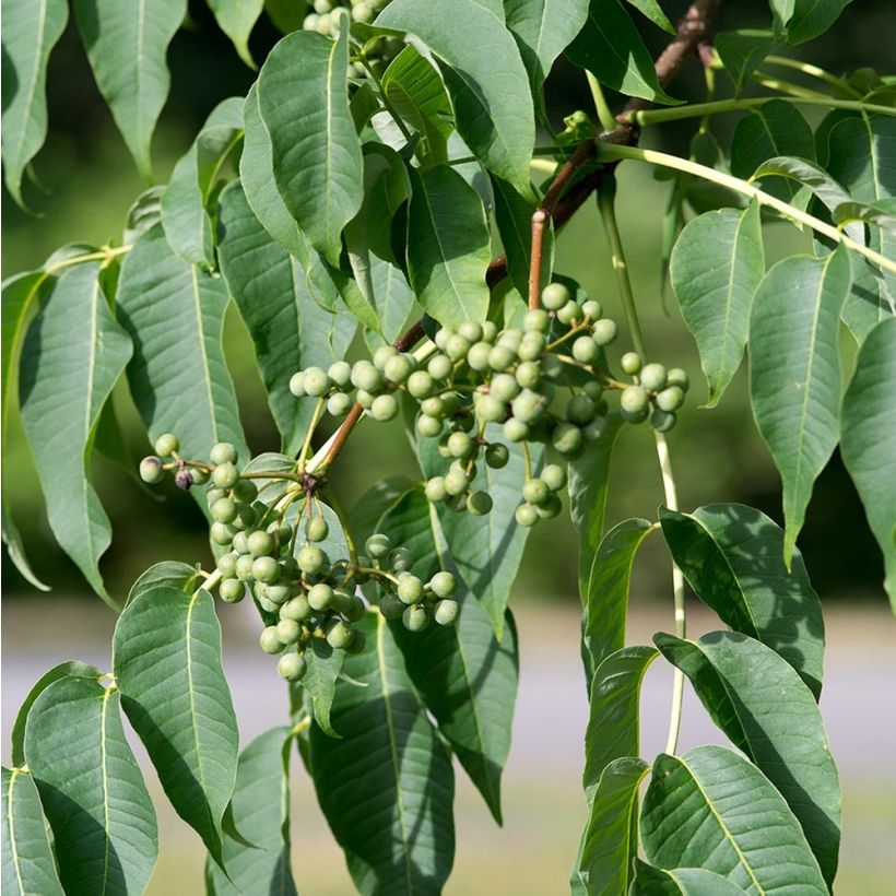 Phellodendron amurense - Amur-Korkbaum (Harvest)