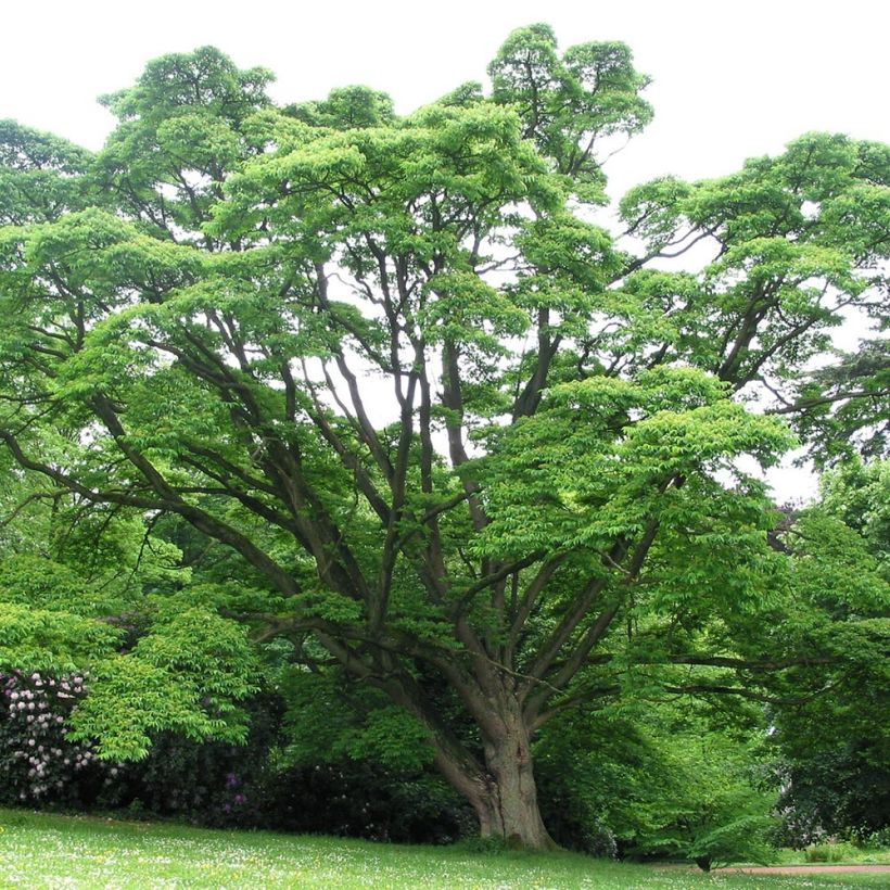 Phellodendron amurense - Amur-Korkbaum (Plant habit)
