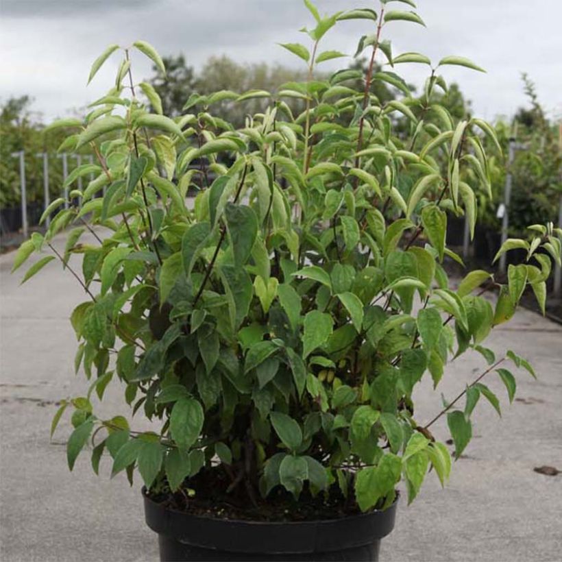 Gefüllter Gartenjasmin Albâtre - Philadelphus virginalis (Foliage)