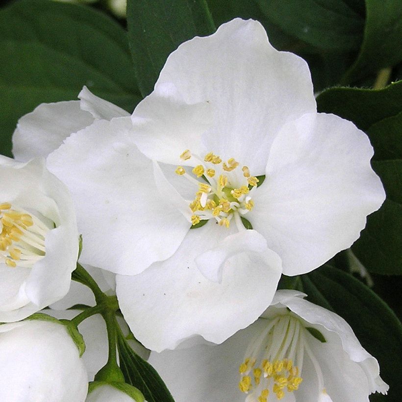 Pfeifenstrauch Bouquet Blanc - Philadelphus persica (Flowering)