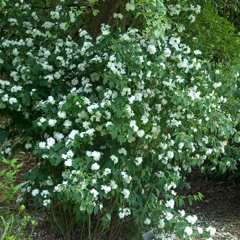 Pfeifenstrauch Bouquet Blanc - Philadelphus persica (Plant habit)