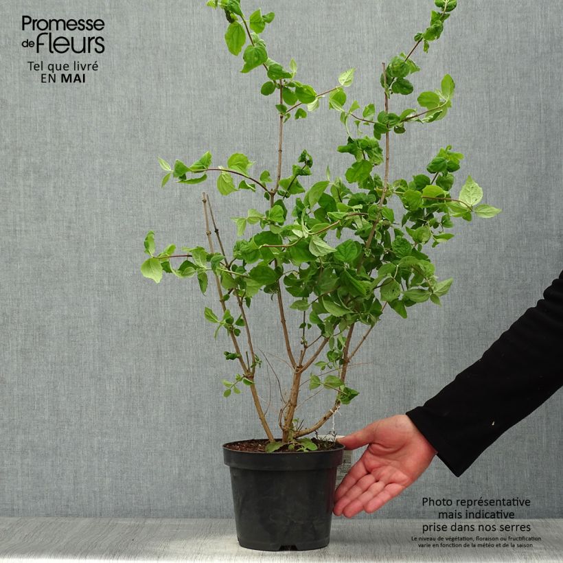 Exemplar von Pfeifenstrauch Bouquet Blanc - Philadelphus persica Topf mit 2L/3L wie im Frühjahr geliefert