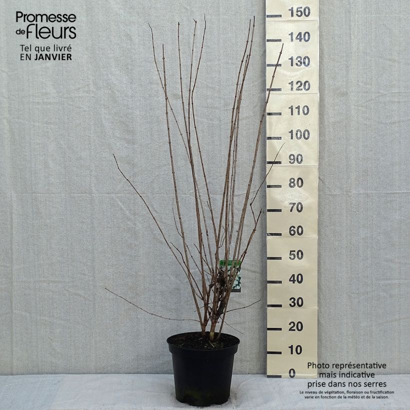 Exemplar von Pfeifenstrauch Bouquet Blanc - Philadelphus persica Topf mit 7,5L/10L wie im Winter geliefert