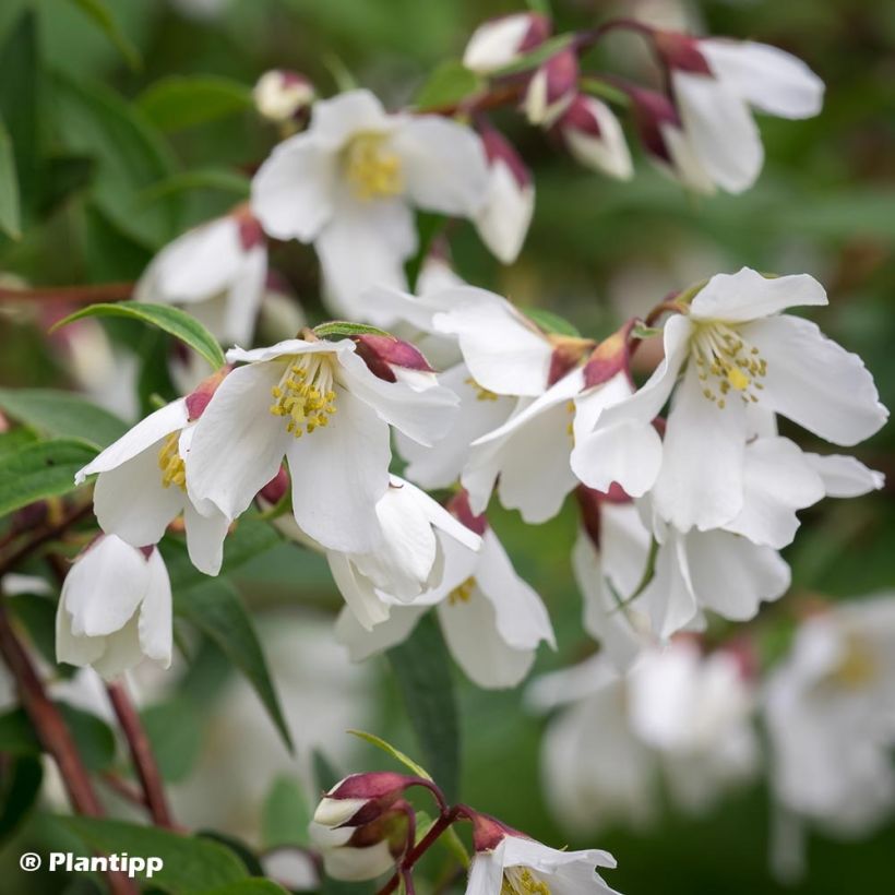 Pfeifenstrauch Dainty Lady - Philadelphus (Flowering)