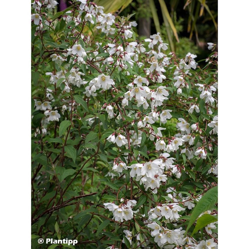 Pfeifenstrauch Dainty Lady - Philadelphus (Plant habit)