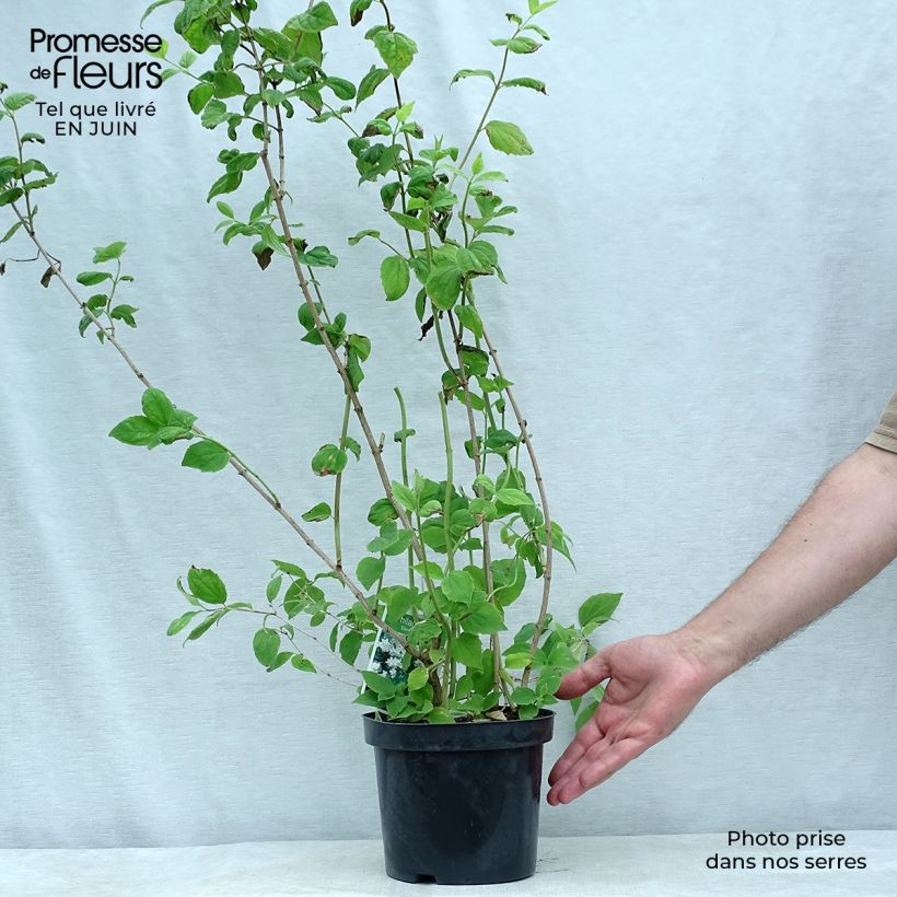 Exemplar von Pfeifenstrauch Dame Blanche - Philadelphus Topf mit 3L/4L wie im Sommer geliefert
