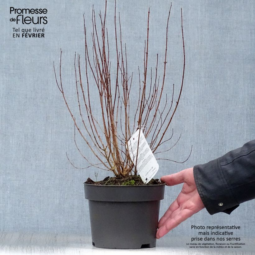 Exemplar von Pfeifenstrauch Dame Blanche - Philadelphus Topf mit 3L/4L wie im Winter geliefert