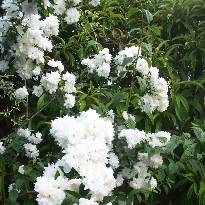 Pfeifenstrauch Frosty Morn - Philadelphus (Flowering)