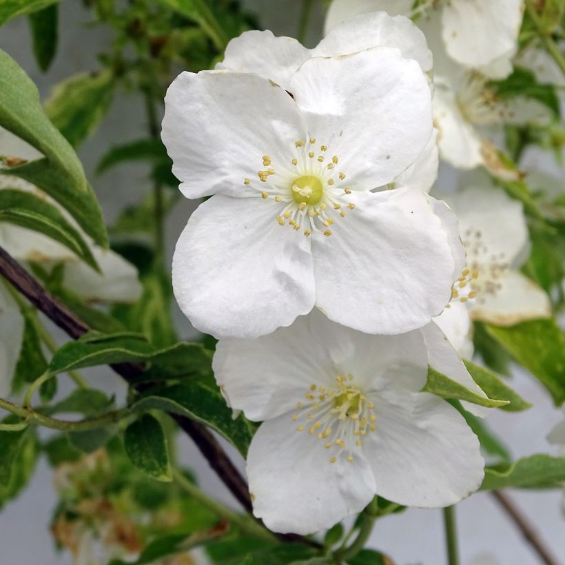 Lemoines Pfeifenstrauch Innocence - Philadelphus lemoinei (Flowering)