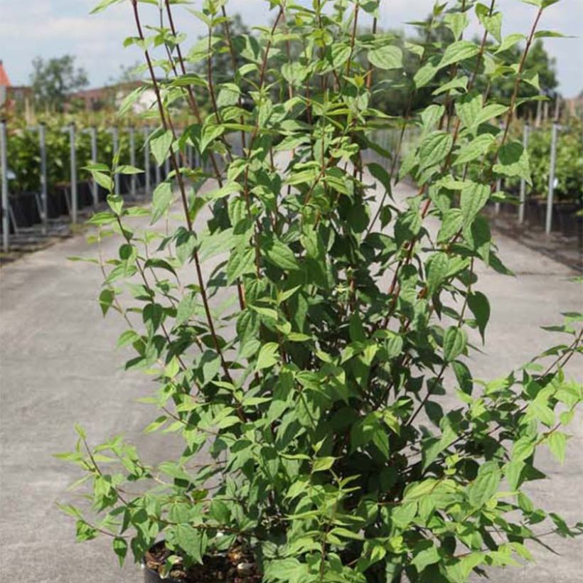 Lemoines Pfeifenstrauch - Philadelphus lemoinei (Foliage)