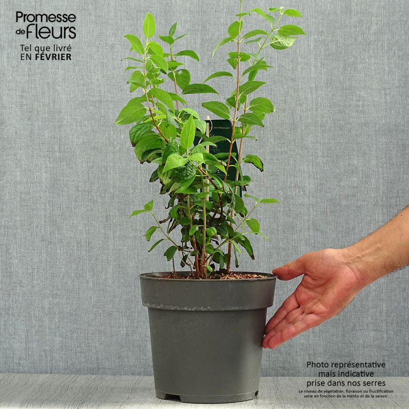 Example of Pfeifenstrauch Little White Love - Philadelphus Topf mit 2L/3L as you get in automne