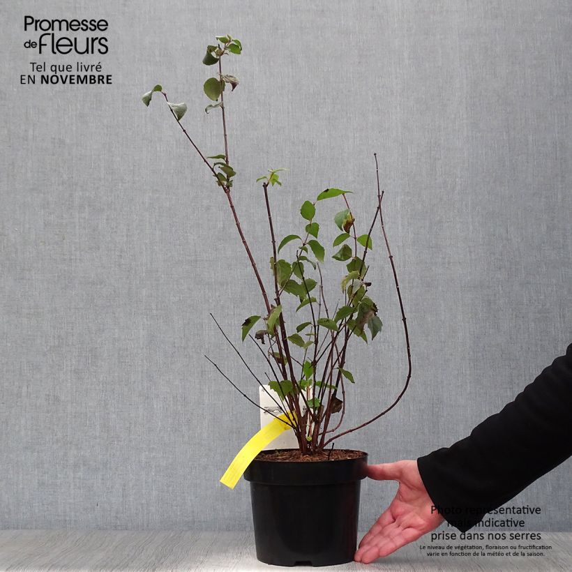 Example of Gefüllter Gartenjasmin Minnesota Snowflake - Philadelphus virginalis Topf mit 2L/3L as you get in automne