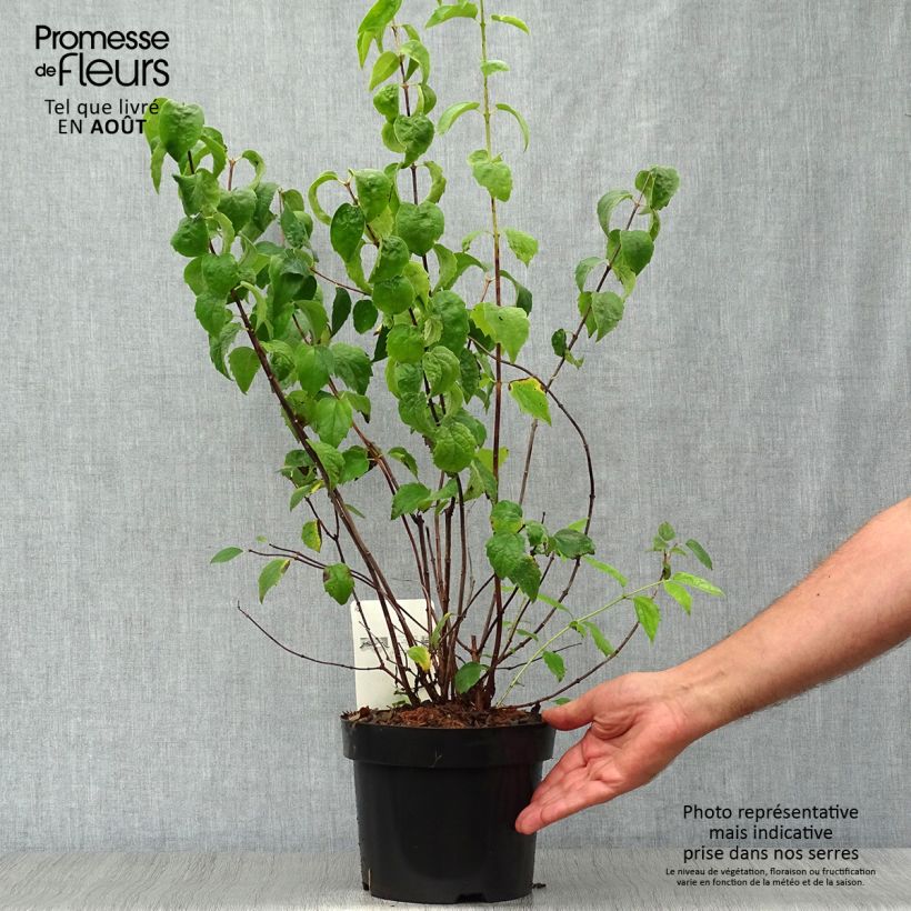 Exemplar von Gefüllter Gartenjasmin Minnesota Snowflake - Philadelphus virginalis Topf mit 2L/3L wie im Sommer geliefert