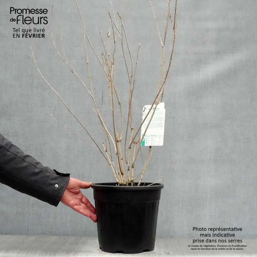 Exemplar von Gefüllter Gartenjasmin Minnesota Snowflake - Philadelphus virginalis Topf mit 7,5L/10L wie im Winter geliefert