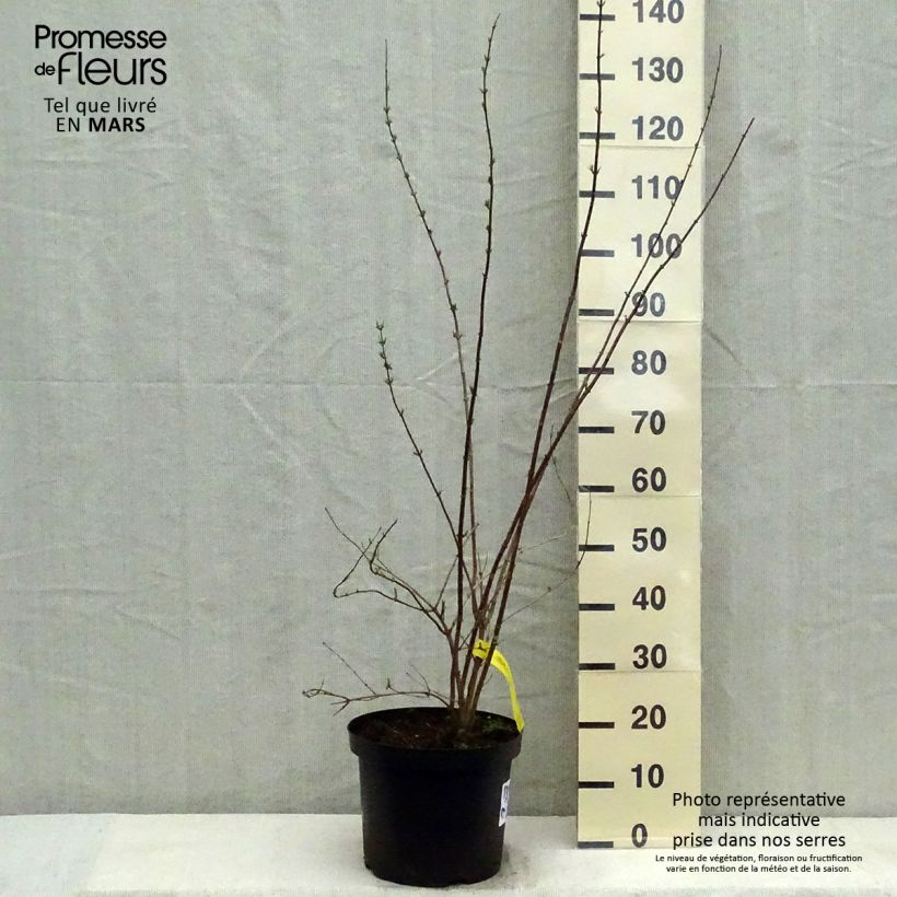 Example of Pfeifenstrauch Pearls of Perfume - Philadelphus Topf mit 4L/5L as you get in printemps